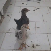 دو عدد جوجه ماده سرحال