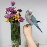 طوطی راهب و قفس