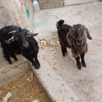 کهره فروشی در باغملک|حیوانات مزرعه|باغ ملک, |دیوار