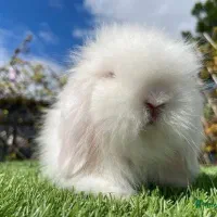 خرگوش مینی لوپ عروسکی / بانی پت