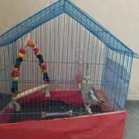 عروس هلند قشنگ و تمیز