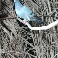 سبز کلاغ نر
