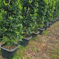 یاس هلندی جعبه ۴۰ و سطل ۱۰