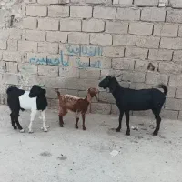 یک عدد بز دوقلوزافقانی