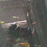 فروش ماهی زینتی|ماهی|دهلران, |دیوار