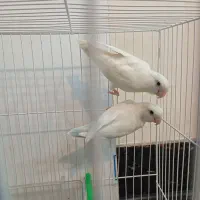 کوتوله|پرنده|تربت جام, علوی|دیوار