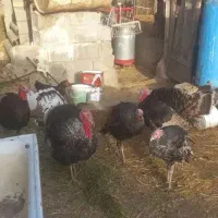 بوقلمون محلی