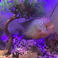 ماهی فلاور کامفا