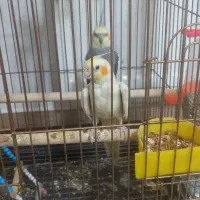 عروس هلندی|پرنده|ملایر, |دیوار