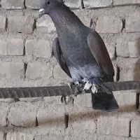 کفتر نقش|پرنده|زارچ, |دیوار