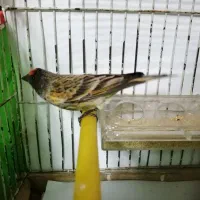 گلبسر نر گلدار زعفرونی دهن سره|پرنده|تهران, صد دستگاه|دیوار