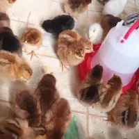 فروش جوجه محلی و مصنوعی|حیوانات مزرعه|دهدشت, |دیوار