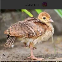 جوجه مرغ