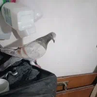 ماده خطی هفترنگ