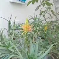 گل آلورا|گل و گیاه طبیعی|رشت, فلسطین|دیوار