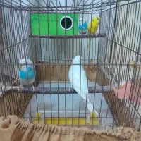 مرغ عشق|پرنده|ابریشم, |دیوار