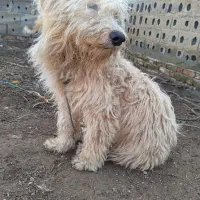 سگ پشمالو|سگ|بندر ترکمن, |دیوار