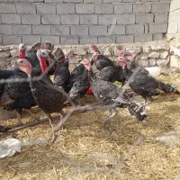 بوقلمون نر|حیوانات مزرعه|خوی, |دیوار