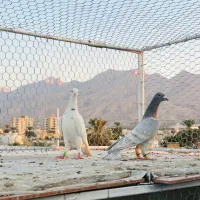 کبوتر پلاکی شهری طاووسی سبز پیازی زرد|پرنده|شیراز, میانرود|دیوار