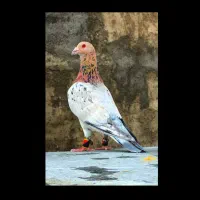 کبوتر گمشده