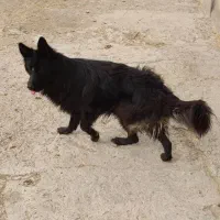 ژرمن بلک شولاین|سگ|ابهر, |دیوار