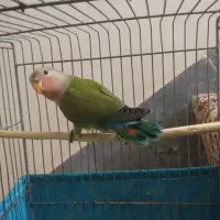 جوجه برزیلی اروم