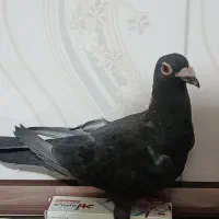 کفتر یا کبوتر|پرنده|اقبالیه, |دیوار