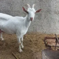 ۳ عدد بز سان