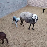 میش و بره|حیوانات مزرعه|زرندیه, |دیوار