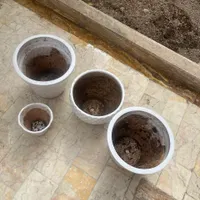 گل و گلدان|گل و گیاه طبیعی|رشت, رشتیان|دیوار