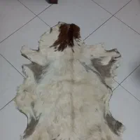 فروش یک فرش پوست