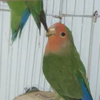 طوطی برزیلی سبز|پرنده|قروه, |دیوار