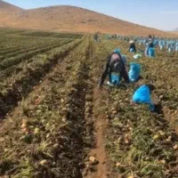 سرکارگر کشاورزی  چیدن سیب زمینی پیاز  گوجه.زعفران