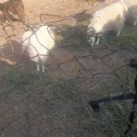 ۱۲ عدد کهره فروشی