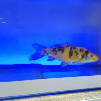 ماهی و اکواریوم|ماهی|تهران, جوادیه تهرانپارس|دیوار