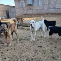 سگ گمشده