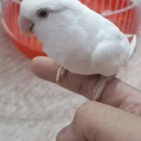 طوطی برزیلی (کوتوله برزیلی) سفید چشم شرابی