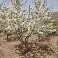 باغ ده ساله|فروش زمین و ملک کلنگی|هیر, |دیوار