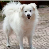 واگذاری یه عروسک ماده