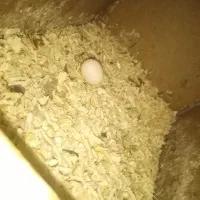 عروس جفت رو تخم|پرنده|آشخانه, |دیوار