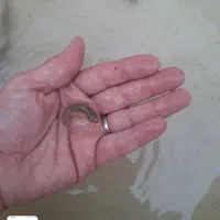 بچه ماهی آمور و کپور