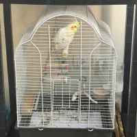 عروس هلندی نر دوساله