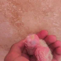 جوجه عروس هلندی|پرنده|زاهدان, |دیوار