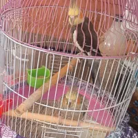 جفت عروس هلندی