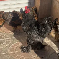 جوجه ویاندوت برهما لهستانی ایام سمانی مرغ و خروس|حیوانات مزرعه|رشت, گیل|دیوار