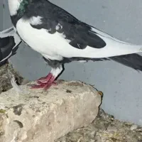 کفتر پلاکی|پرنده|یزد, |دیوار