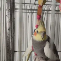 عروس هلندی آلبینو|پرنده|ماسال, |دیوار