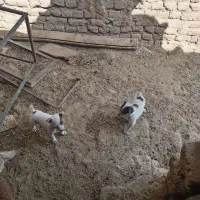 پاپی فروشی
