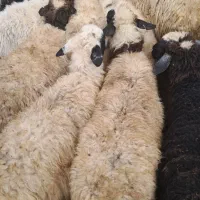 گوسفند بابره