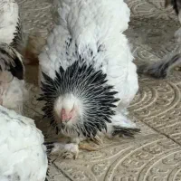 تخم نطفه دار برهما لایت و بلو لایت|حیوانات مزرعه|اصفهان, احمدآباد|دیوار